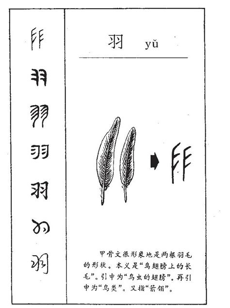 羽的意思名字|羽字取名的寓意